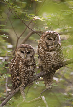Mexican Spotted Owl, Strix occidentalis lucida, Miller Canyon, Hauchuca Mtns, Arizona, USA