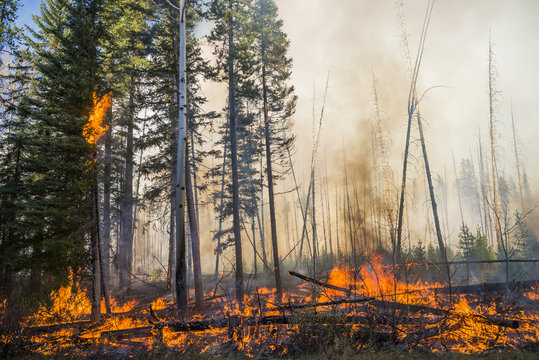 Trees burning in the forest, Canada