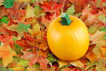 pumpkin and colorful maple tree leaves in autumn 
