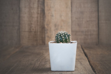 Cactus flower on white pot.