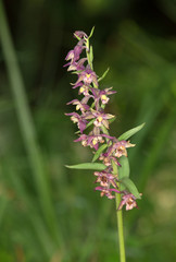 Macrophotographie d'une fleur sauvage: Epipactis rouge sombre (Epipactis atrorubens)