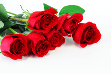 red roses laying on white background
