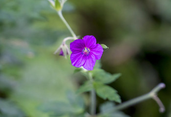 Obraz premium ゲンノショウコ