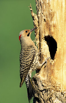 Male northern flicker (Coloptes auratus), yellow-shafted race, at the mouth of its cavity nest in an old balsam poplar, Alberta, Canada.