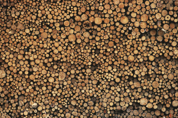 Pulp wood stacked in processing yard, British Columbia, Canada. 