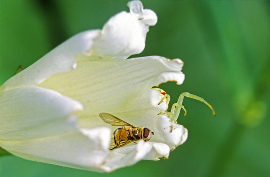 Crab spider (Misumena vatia) ambushes bee on bindweed flower, Burnaby Mt. Burnaby, British Columbia, Canada.