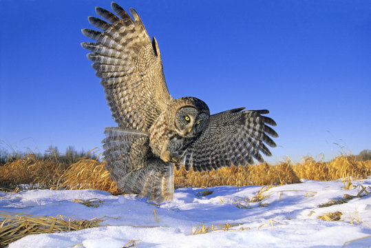 Great gray owl (Strix nebulosa) swooping down on prey hidden under the snow, northern Alberta, Canada