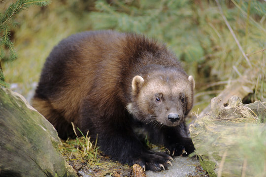 Wolverine (Gulo gulo), northern Alberta