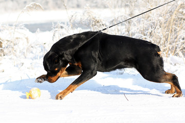 Big strong Rottweiler dog pulls the leash in the winter outdoors