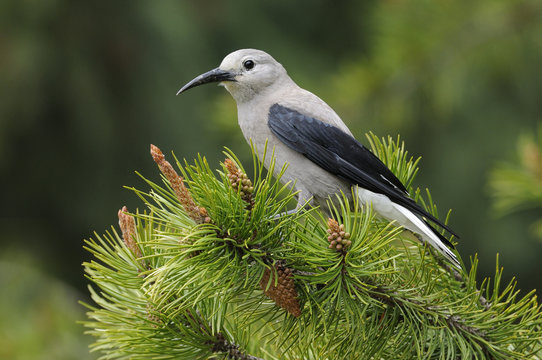 Clarke's Nutcracker (Nucifraga columbiana) at Manning Park Lodge, British Columbia, Canada