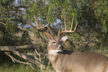 Fototapeta premium White-tailed Deer Buck in Southern Texas