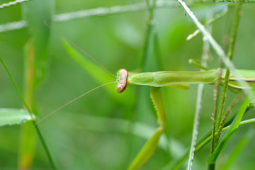 There are a kind of Japanese mantis in the grassland in Fukuoka city, JAPAN. It is in September. We called Kamakiri the Japanese mantis in JAPAN.