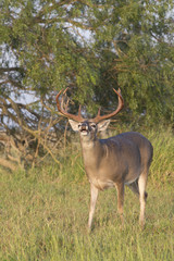 Obraz na płótnie Canvas White-tailed Deer Buck in Southern Texas