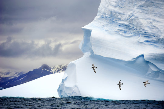 Pintado petrels soaring past iceberg, Antarctica