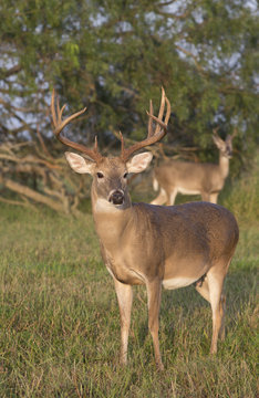 White-tailed Deer Buck in Southern Texas © Dennis Donohue