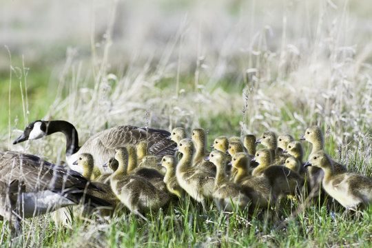 Large family of Canada Geese and Goslings in spring, Oak Hammock Marsh, Manitoba, Canada.