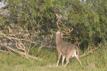 White-tailed Deer Buck in Southern Texas