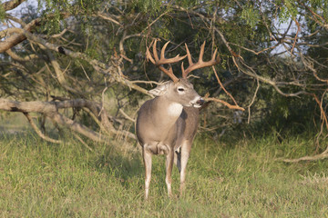 White-tailed Deer Buck in Southern Texas
