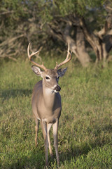 Fototapeta premium White-tailed Deer Buck in Southern Texas