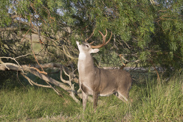 White-tailed Deer Buck in Southern Texas