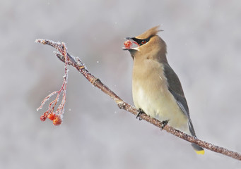A Cedar Waxwing, Bombycilla cedrorum, eating berries in winter, in Saskatchewan, Canada