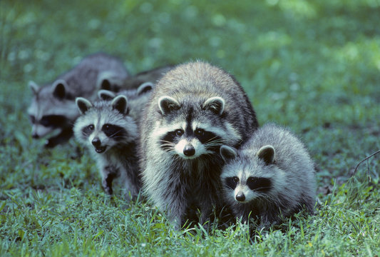 Raccoon (procyon lotor) Adult Female & Kits. In fall, after their mother has shown them dens and feeding grounds, the juvenile group splits up. Central Ontario, Canada.