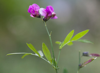Fototapeta na wymiar Macrophotographie d'une fleur sauvage: Gesse de printemps (Lathyrus vernus)