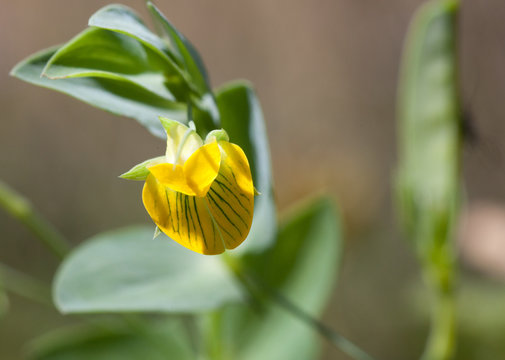Macrophotographie d'une fleur sauvage: Gesse aphaca ( Lathyrus aphaca)