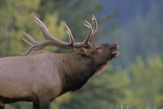 Elk (Cervus elaphus) Male, giving bugling call, Alberta, Canada.