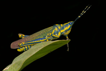 Painted Grasshopper perched on a leaf with dark black background