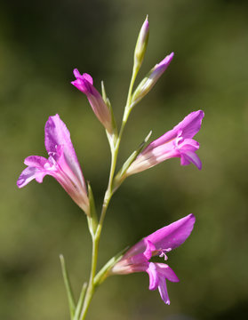 Macrophotographie d'une fleur sauvage: Glaieul (Gladiolus italicus)