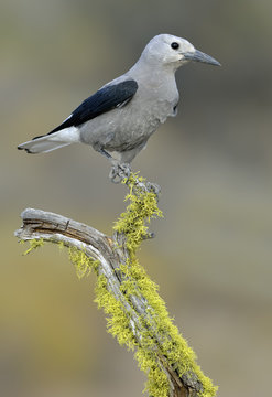 Clark's Nutcracker (Nucifraga columbiana) - Dechutes National Forest, oregon