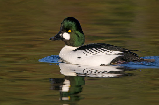 Common Goldeneye (Bucephala clangula) in Esquimalt Lagoon, Victoria, Vancouver Island, British Columbia, Canada