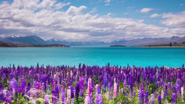 Time Lapse - Beautiful Lupine Flowers by Lake Tekapo, New Zealand