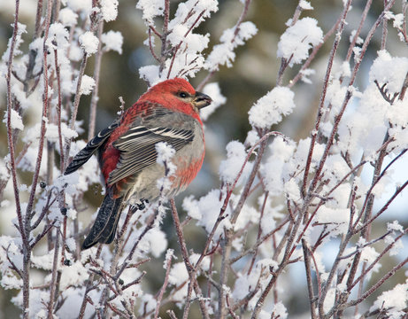 Male Pine grosbeak (Pinicola enucleator) ,  a large member of the true finch family, Fringillidae.