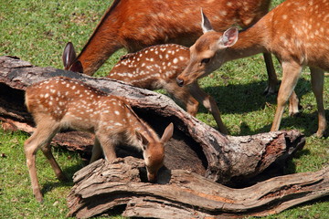鹿の親子42