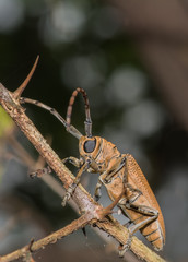 Long Horned beetle