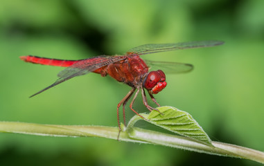 Crimson Marsh Glider Dragonfly (Male)