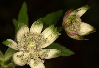 Macrophotographie d'une fleur sauvage: Grande Astrance (Astrantia major)