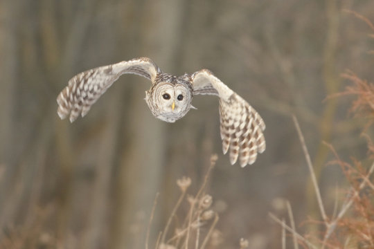 Barred Owl (Strix varia) hunting for prey.