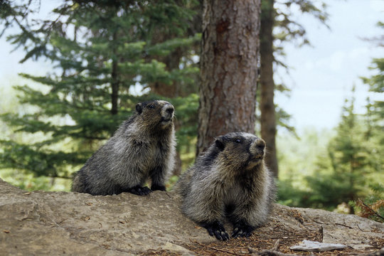 Hoary marmots, Mount Robson, Provincial Park, British Columbia, Canada