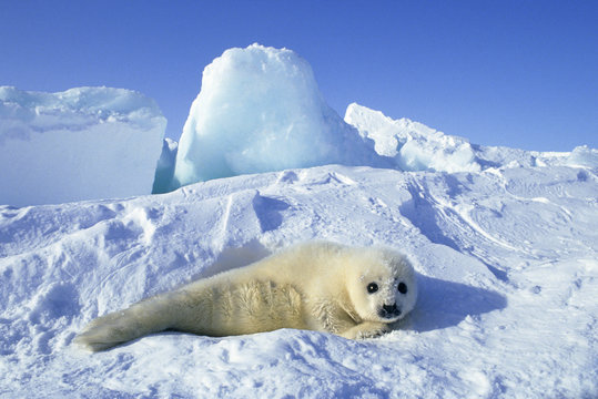 Newborn harp seal (Phoca groenlandica) pup (yellowcoat), Gulf of the St. Lawrence River, Canada.  Natal coat stained yellow by amniotic fluid.