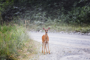 Elk