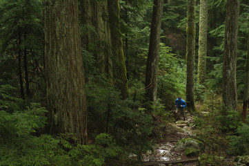 Trail running on the Brothers Creek Loop. Hollyburn Mountain. West Vancouver, British Columbia. Canada
