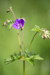 Macrophotographie d'une fleur sauvage: Geranium des bois (Geranium sylvaticum)