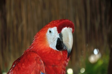 Colorful parrot