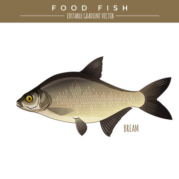 Bream. Food Fish