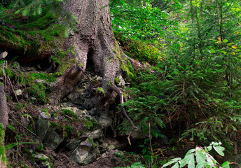 Big tree roots in the green forest