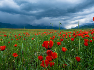 Poppies in the mountains