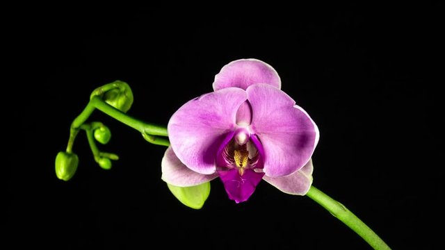 Time Lapse - Blooming Flower of Pink Phalaenopsis Orchid